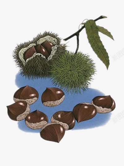 手绘板栗png免抠素材_新图网 https://ixintu.com 手绘食物 美食 食物 食物插画
