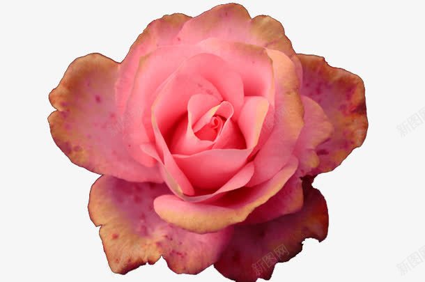 粉色月季花花卉png免抠素材_新图网 https://ixintu.com 月季花 植物 粉色 花卉
