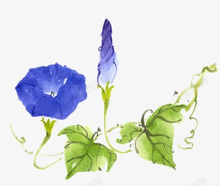 水彩牵牛花png免抠素材_新图网 https://ixintu.com 卡通牵牛花 牵牛花 花卉 花朵
