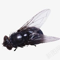 苍蝇png免抠素材_新图网 https://ixintu.com 苍蝇 虫 装饰 黑色