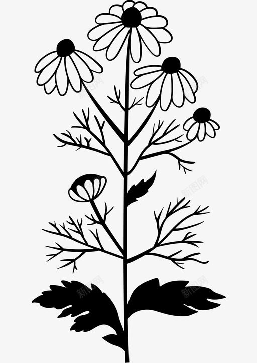 洋甘菊甘菊花图标svg_新图网 https://ixintu.com 洋甘菊 甘菊 花 野花