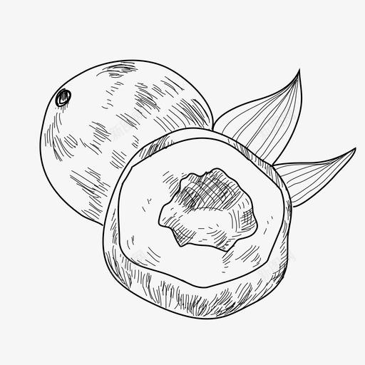 手绘椰子美味水果图标svg_新图网 https://ixintu.com 手绘 手绘椰子 手绘美味水果 水果 美味