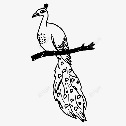 孔雀鸟自然图标svg_新图网 https://ixintu.com 孔雀 素描 自然 鸟