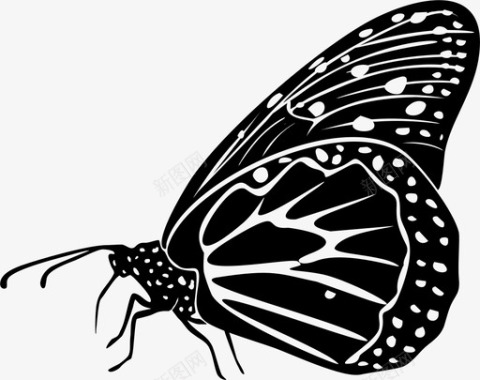 蝴蝶美丽多彩图标图标