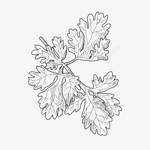 采购产品欧芹药草植物图标svg_新图网 https://ixintu.com 手绘药草 植物 药草 采购产品欧芹