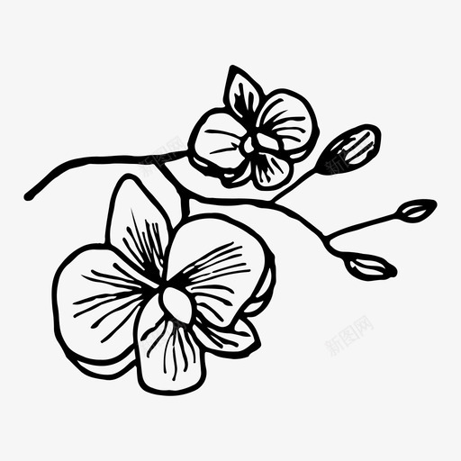兰花花手绘图标svg_新图网 https://ixintu.com 兰花 手绘 植物 自然 花