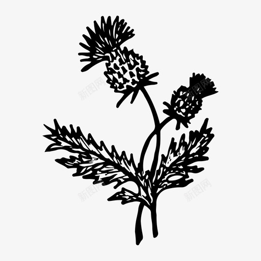 蓟花手绘图标svg_新图网 https://ixintu.com 手绘 植物 素描 花 蓟