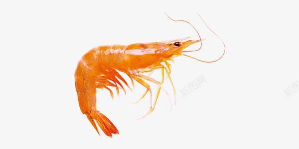 简约鲜虾美食元素png免抠素材_新图网 https://ixintu.com 简约 美食 鲜虾