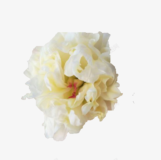 实拍去背景白花png免抠素材_新图网 https://ixintu.com 白 白色的花 白花 花