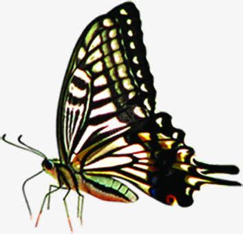 彩色蝴蝶插图png免抠素材_新图网 https://ixintu.com 彩色 插图 蝴蝶