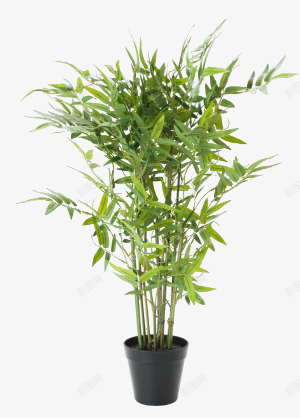 png免抠素材_新图网 https://ixintu.com 植物 盆栽 花卉 装饰