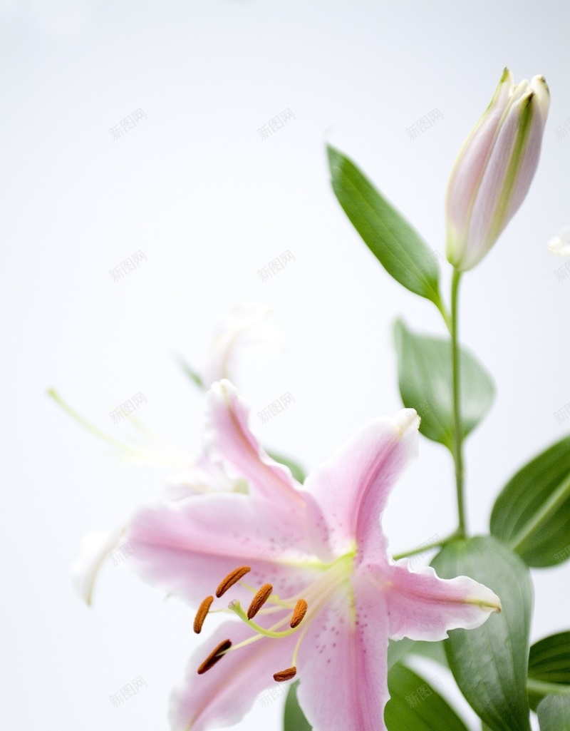 精美花卉类背景图23jpg设计背景_新图网 https://ixintu.com 精美 背景图 花卉类 高清