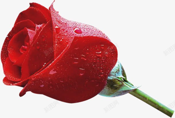 玫瑰花新鲜采摘花朵png免抠素材_新图网 https://ixintu.com 新鲜 玫瑰花 花朵 采摘