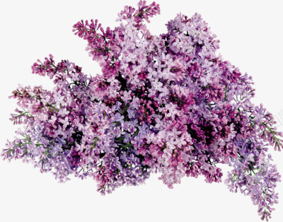 抽象花朵鲜花花卉png免抠素材_新图网 https://ixintu.com 卡通鲜花 手绘鲜花素材 抽象鲜花素材 花朵 鲜花