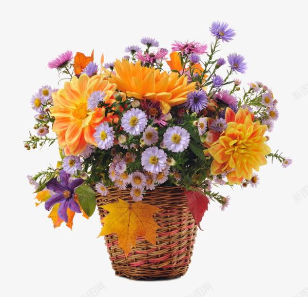 鲜花花篮png免抠素材_新图网 https://ixintu.com 探病花篮 花篮 送礼花篮 鲜花