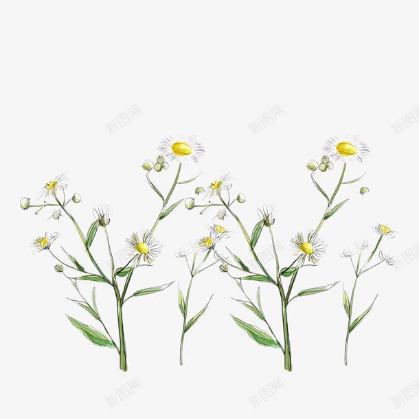 路边小野花png免抠素材_新图网 https://ixintu.com 小白花 手绘 植物 花儿 花朵 野花