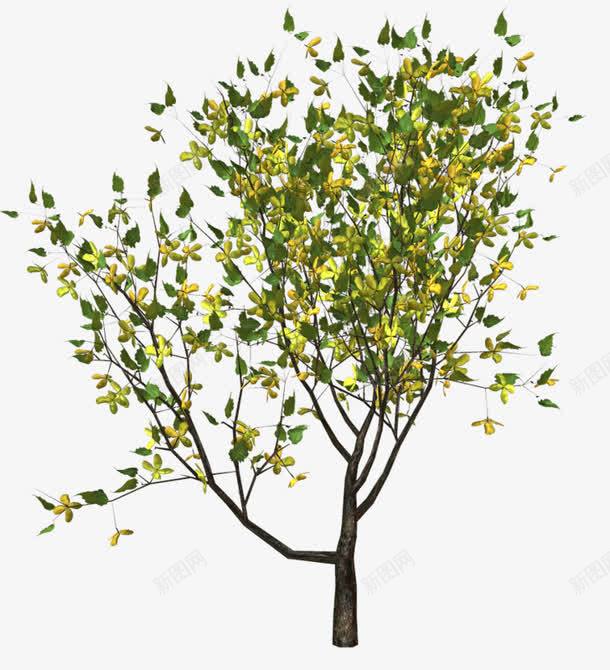 开黄花的小树png免抠素材_新图网 https://ixintu.com 小树 植物 绿叶 黄花