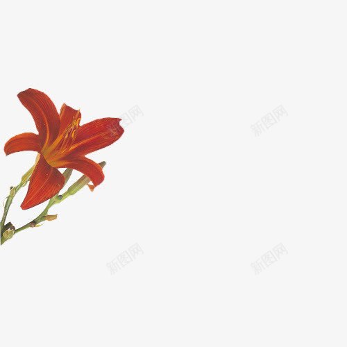 彩绘红色花朵树枝png免抠素材_新图网 https://ixintu.com 彩绘 树枝 红色 花朵