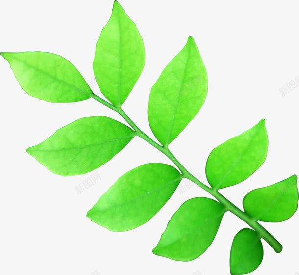 绿色环保春天植物png免抠素材_新图网 https://ixintu.com 春天 植物 环保 绿色
