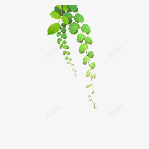 藤条png免抠素材_新图网 https://ixintu.com 树叶 植物 漂浮 藤条