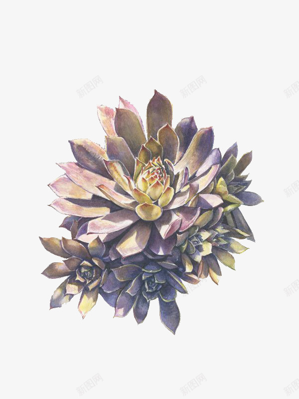 手绘厚脸皮植物png免抠素材_新图网 https://ixintu.com 图鉴 手绘 插画 植物 绿色