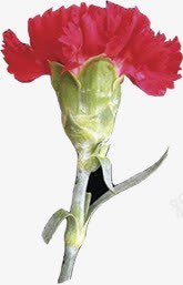 红色春天花朵节日png免抠素材_新图网 https://ixintu.com 春天 红色 节日 花朵