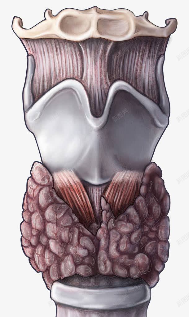 甲状腺医疗插图png免抠素材_新图网 https://ixintu.com 人类腺体 健康保健 医疗插图 甲状腺
