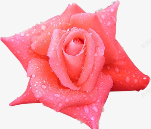 红色月季花png免抠素材_新图网 https://ixintu.com 产品实物 月季 月季花 红色月季花