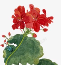 创意复古红色的花卉植物素材