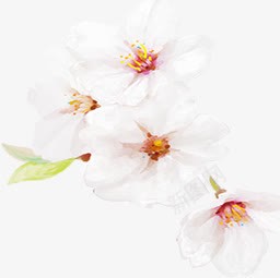手绘白色唯美朦胧花朵png免抠素材_新图网 https://ixintu.com 朦胧 白色 花朵