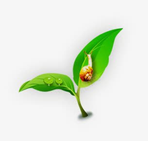 绿色植物png免抠素材_新图网 https://ixintu.com 缁胯壊妞嶇墿 缁胯壊鍙跺瓙 铚楃墰