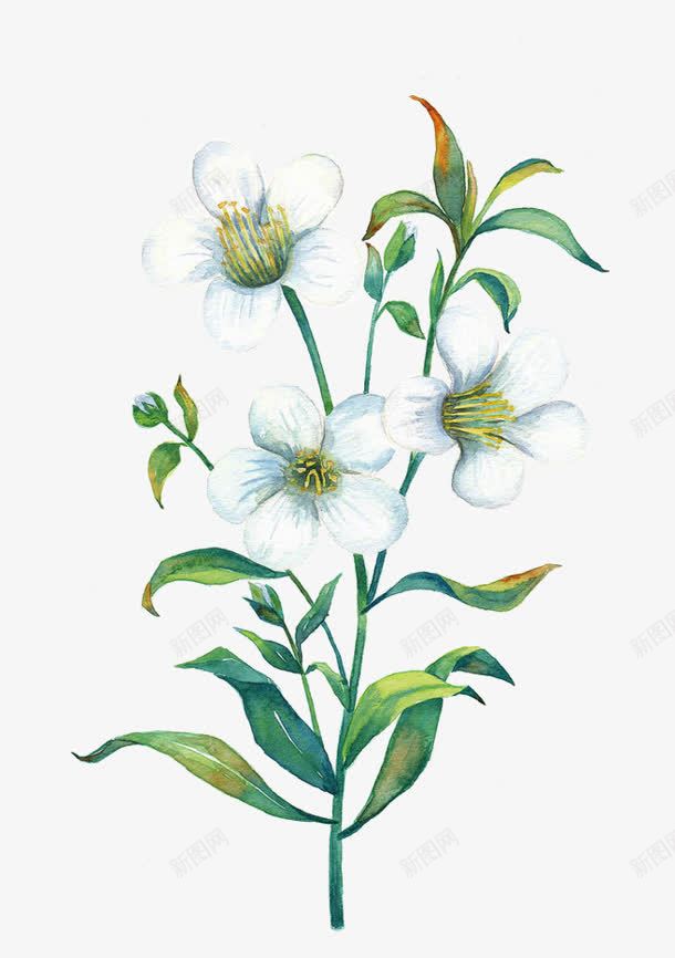手绘白色花朵绿叶png免抠素材_新图网 https://ixintu.com 白色 绿叶 花朵