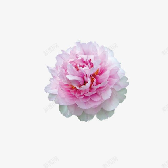 粉白花psd免抠素材_新图网 https://ixintu.com 粉白色 花朵