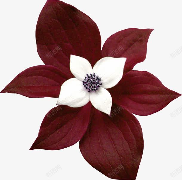 红色树叶白花装饰图案png免抠素材_新图网 https://ixintu.com 免抠PNG 树叶 白花 红色 装饰图案