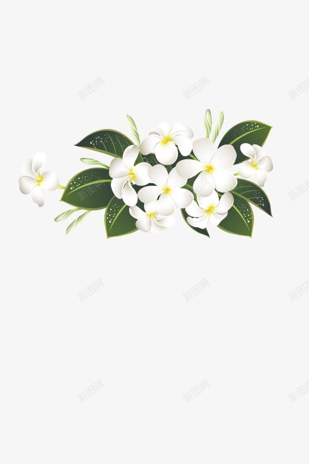 白色花插画png免抠素材_新图网 https://ixintu.com 插画 白色花 花 花插图 花朵