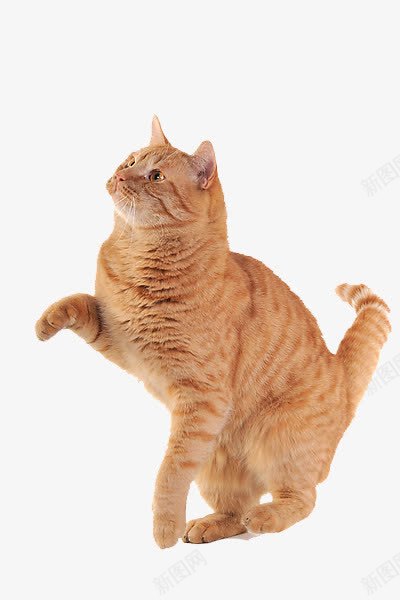 抬起爪子的猫png免抠素材_新图网 https://ixintu.com png素材 抬起爪子的猫