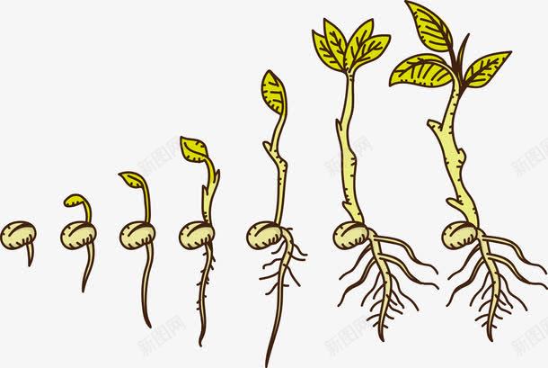 萌芽的过程png免抠素材_新图网 https://ixintu.com 发芽 植物 绿色 萌芽