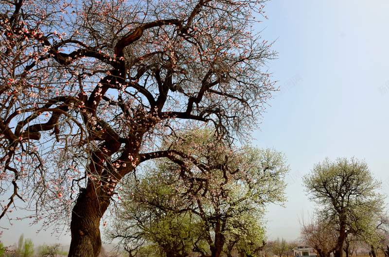 唐汪的杏花盛开的季节jpg设计背景_新图网 https://ixintu.com 唐汪 摄影 杏花盛开 风景