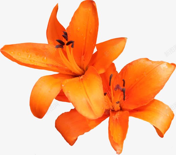 摄影黄色的花卉花朵png免抠素材_新图网 https://ixintu.com 摄影 花卉 花朵 黄色