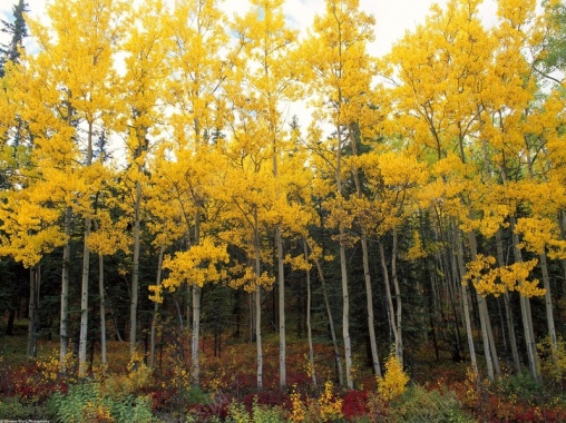 秋天金黄色树叶背景