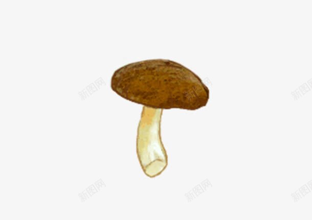 手绘香菇psd免抠素材_新图网 https://ixintu.com 鍘埧 鎵嬬粯 鐢熸椿 钄