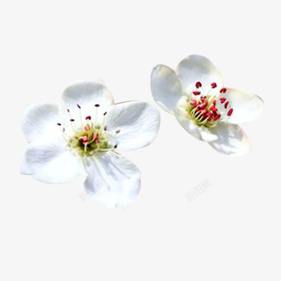 梨花花瓣白png免抠素材_新图网 https://ixintu.com 梨花 梨花花瓣 植物 白花瓣 花瓣