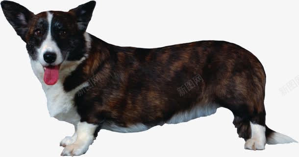 短腿柯基犬png免抠素材_新图网 https://ixintu.com 可爱 柯基 短腿 黑白