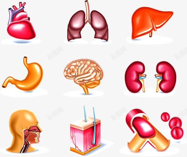 人体内脏png免抠素材_新图网 https://ixintu.com 人体 人体内脏器官 内脏 内脏图 器官