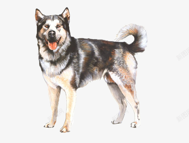 手绘牧羊犬png免抠素材_新图网 https://ixintu.com 动物 手绘 手绘动物 狗狗