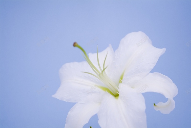 精美花卉类背景图jpg设计背景_新图网 https://ixintu.com 精美 背景图 花卉类 高清