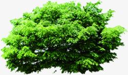 绿色清新树木植物素材