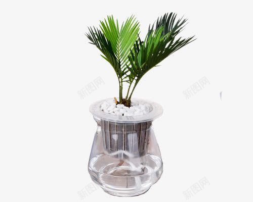 铁树水培png免抠素材_新图网 https://ixintu.com 净化空气 植物 水培 水培植物 清新 绿色 装饰 铁树