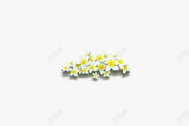小花花朵白色植物png免抠素材_新图网 https://ixintu.com 小花花朵白色植物