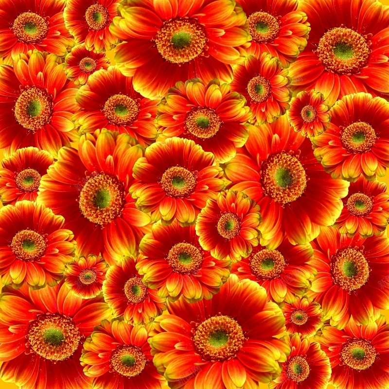 花墙花花瓣花朵jpg设计背景_新图网 https://ixintu.com 花 花墙 花朵 花瓣